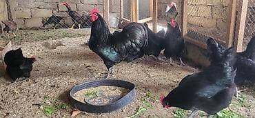 Toyuq, Australorp, Yumurtalıq, Ünvandan götürmə lalafo.az -da Toyuq, Australorp, Yumurtalıq, Ünvandan götürmə