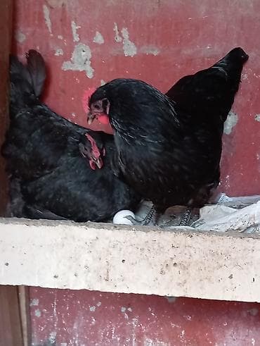 kürd toyuq: Toyuq, Australorp, Damazlıq — 5