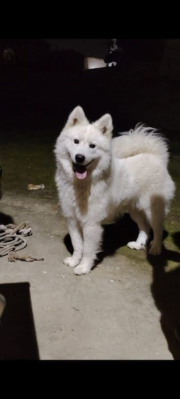 Samoyed, 9 ay, Erkek, Peyvəndli, Ünvandan götürmə