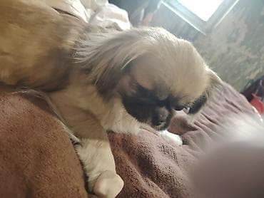 heyvan bazari itler: Pekines — 1