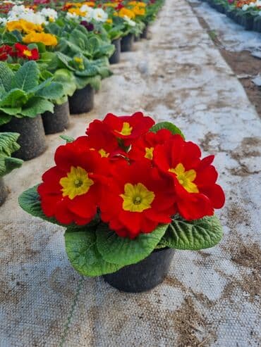 qızıl gül buketi: Gullerin satişi — 8