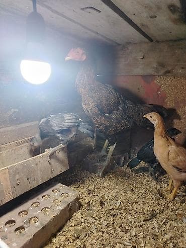 Toyuq cücələri, Damazlıq