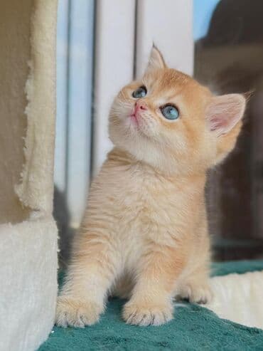 xoruz satışı: Şotland, Erkək, Dişi, Yaxşı əllərə, Ünvandan götürmə, Pulsuz çatdırılma, Ödənişli çatdırılma — 6