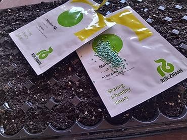 monstera bitkisi: “Rijk Zwaan” şirkətinin məhsuludur. Açıq struktura sahib — 1