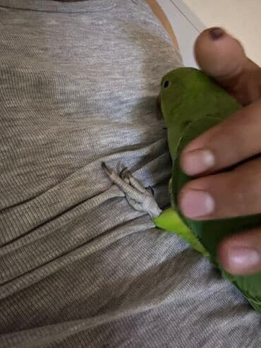 quş qəfəs: Ajerella 4 ayliq elde tutulabilen dislemeyen tam saglam qusdur ozunuze — 1