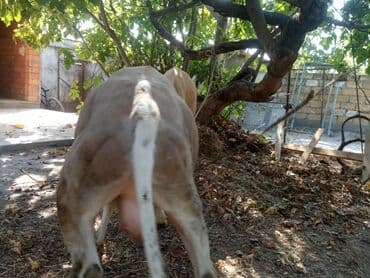 sudluk inekler satışı: Super yeyimgil danalardı — 4