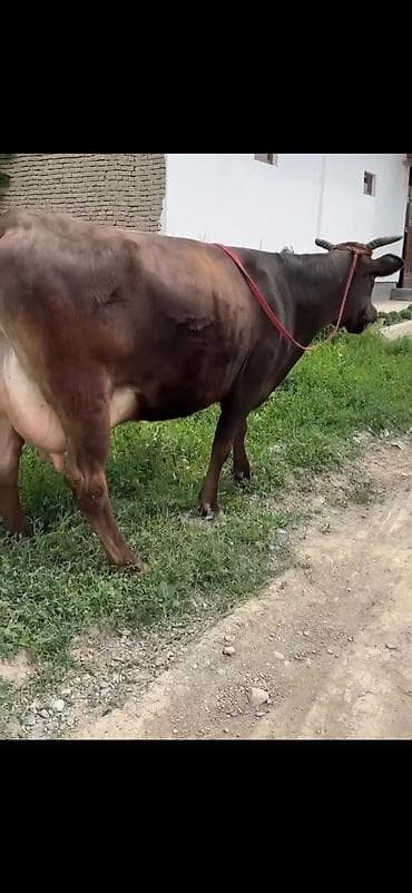 sudu ineyler: Südlük inək - Rəng: tünd qəhvəyi, bədən quruluşu dolğundur - — 1