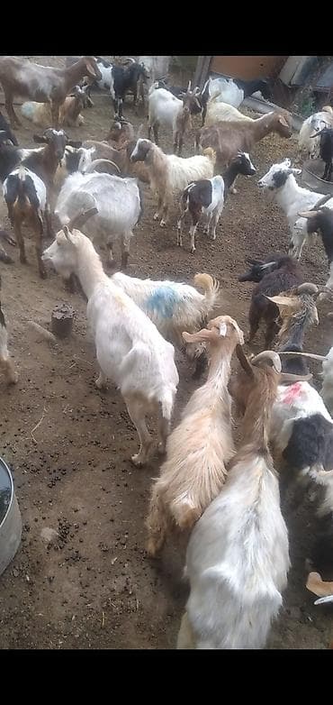 cins inek: 88 baş keçi satılır 13000-ə deyilir razılaşmaq olar — 1