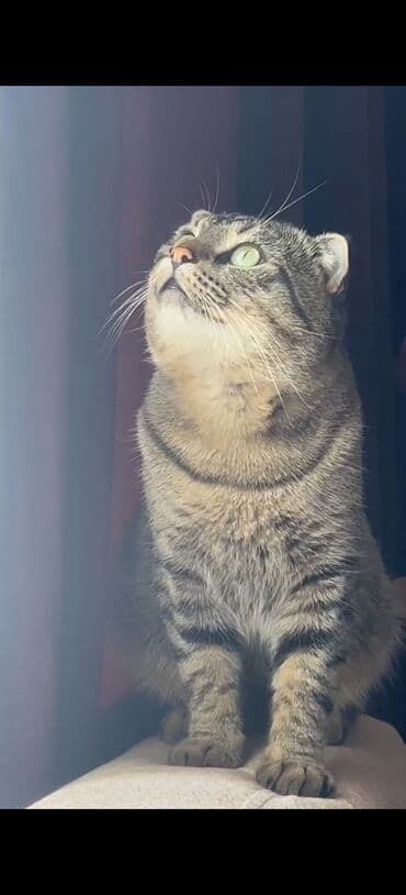 van pişiyi qiymeti: Şotland yastı qulaq, Erkək — 2