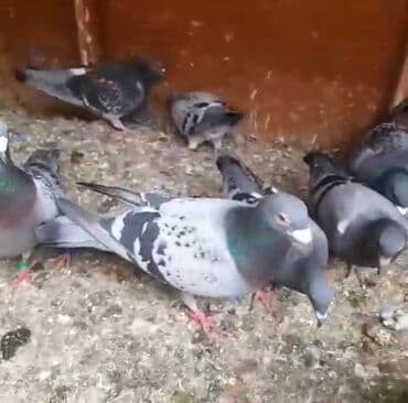 əbabil quşunun qiyməti: Göyərçinlər
cütü 35 AZN — 2