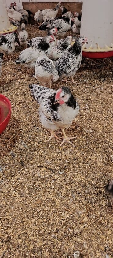 hələb keçisi haqqında məlumat: Toyuq, Broyler, Ətlik — 8