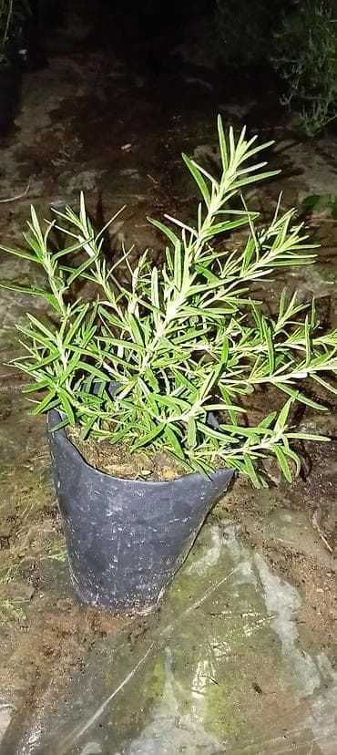 təbii alma sirkəsi qiyməti: Dipçəkdə əkilən Rozmarin, LAVANDA, Ramaşka, Papatya, Ətirşah sə. S — 7