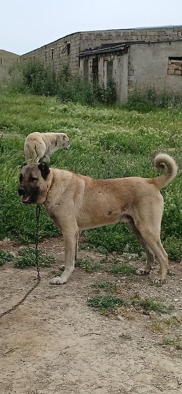 lelekli heyvanlar: Kanqal, 2 il, Erkek, Peyvəndli, Ödənişli çatdırılma — 1