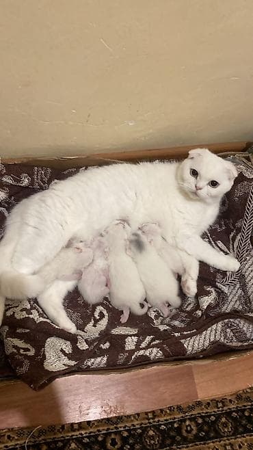 sotland pişik: Şotland — 1