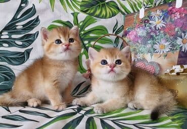 sibir pişiyi: Şinşilla — 1