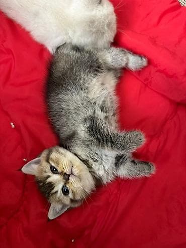 Pişiklər: Tabbi, Yaxşı əllərə — 2