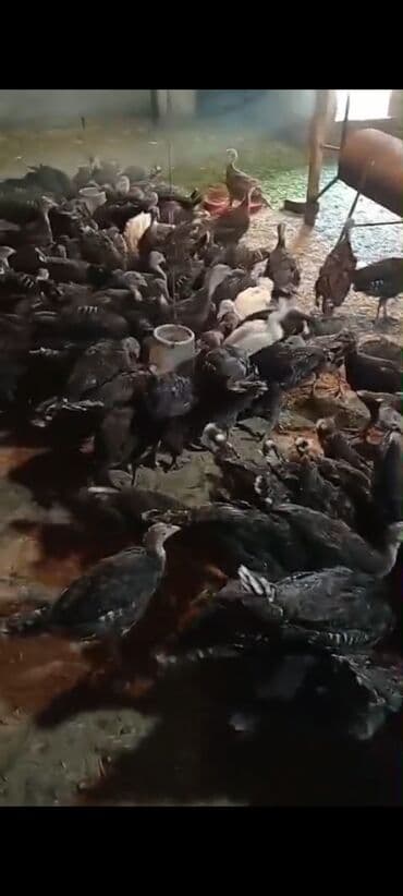 Qazlar: Mərdəkan Hinduska 27 m 2 kq kimi çəki Amerikan bronz yeni ilə kimi — 4