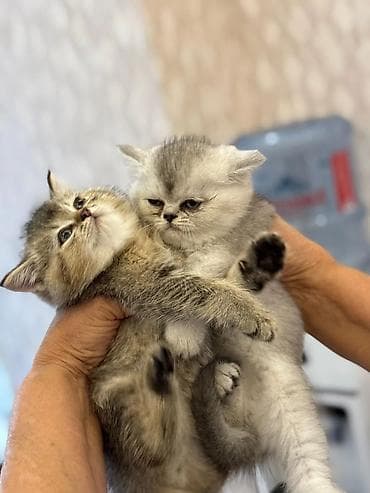 Akvariumlar: Şotland uzun tüklü — 6