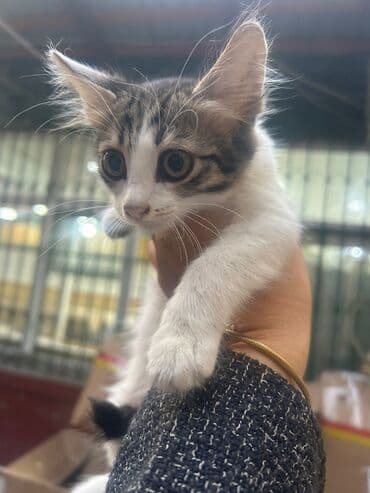 qəhvəyi pişik: Tabbi, Yaxşı əllərə — 2