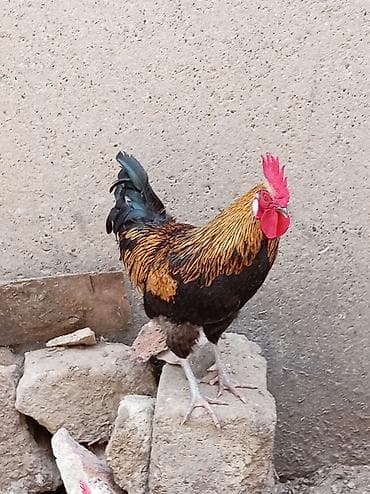 Salam cavan, sağlam xoruzdu 11 ayliqdi banliyir, xoruz luq edir