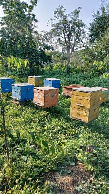 eşşək qiyməti: 🐝🐝🐝🐝🐝🐝🐝 Arı ailəsi: 8-10 ramkada 2 mərtəbə 15 ramka yeşiklər hər bir — 3