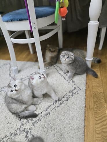 Şotland, Ünvandan götürmə — 10