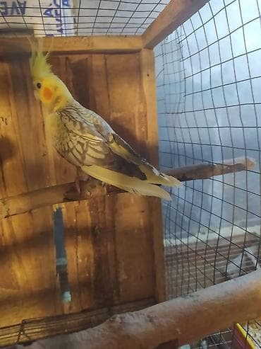 it aliram bakida: Salam. Diqqet alarken temizliye fikir verin///////// sultan adi ile — 8