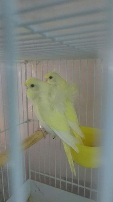 sisar quşu: Yaponiclər və yaponicdən dömmələr — 10