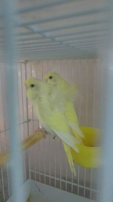 попугай ара цена: Попугаи — 2