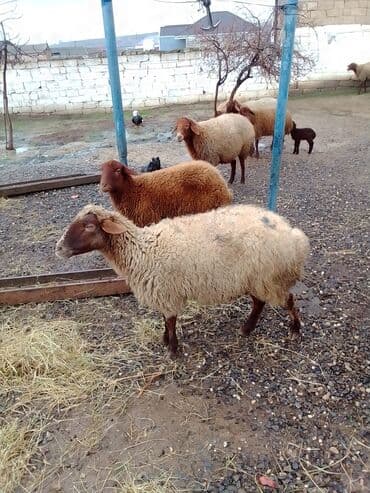 ana bala qoyun: Qiymət cütünə ayıdır real alıcıya endirim olacaq boğaz heyvan di — 5