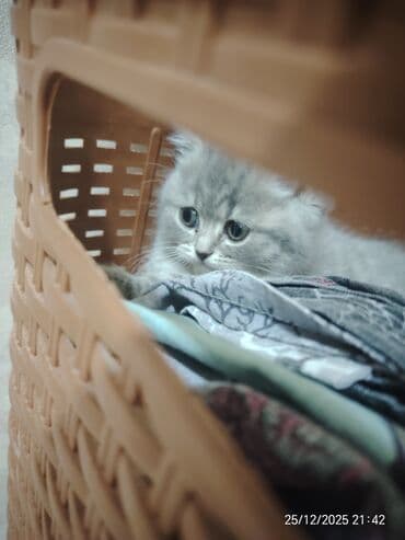 balaca qaz: Şotland, Dişi — 2