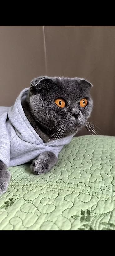 Животные: Шотладская вислоухая — 2