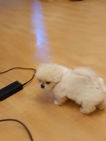 kiçik itlər: Pekines, 2 ay, Erkek — 3