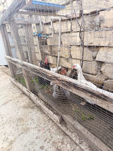 heyratı fere: Toyuq, Yumurtalıq — 5