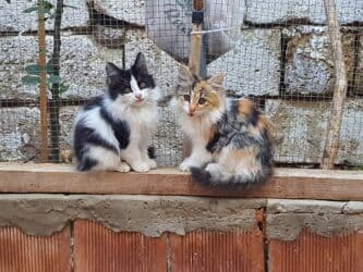 erkek pişik: Erkək, Dişi, Yaxşı əllərə, Ünvandan götürmə — 2