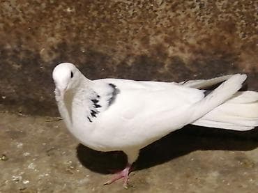 goyərcin damı: Ağ rəngli, boyun və kürək hissəsində qara naxışları olan göyərçin — 1