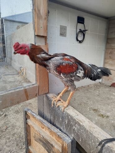 клетки для бойцовых петухов: Məhsul: Döyüş tipi xoruz (uzunboy, möhkəm ayaqlı) MARTIN 12 Sİ — 1