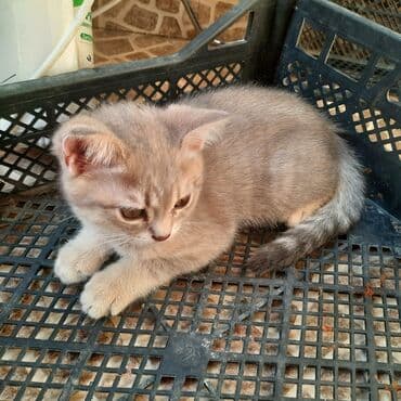 шотландская вислоухая серая: Шотландская, Самка, В добрые руки, Самовывоз, Платная доставка — 10