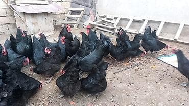 cüce: Toyuq, Australorp, Damazlıq, Ünvandan götürmə — 8