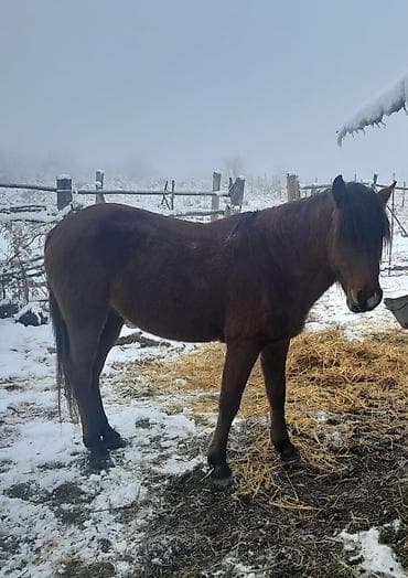 toyuq ucuz qiymete: Erkək, il: 8 — 4