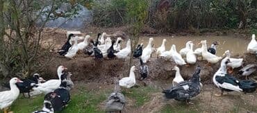 электрическая машинка для стрижки овец: Satılır kim istəsə zakaz edə bilər.Ünvan Biləsuvar — 7