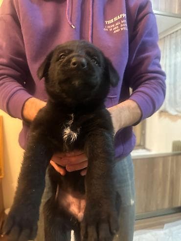 Heyvanlar üçün mallar: Alman çoban iti, Dişi — 1