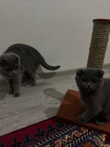 şotland pişik: Şotland yastı qulaq — 3