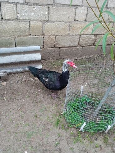 yumurta qoyan heyvanlar: Erkək, | Lal ördək, Ətlik — 5