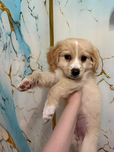 qurd basan: Retriever, 2 ay, Dişi, Peyvəndli — 1