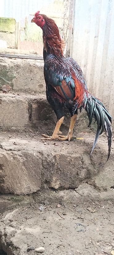 Gəmiricilər: Toyuq, Damazlıq — 4