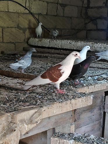 6 dene tutulma quslardi hansı sağlam uçuşu olanlar var Qaradağ lalafo.az -da 6 dene tutulma quslardi hansı sağlam uçuşu olanlar var Qaradağ