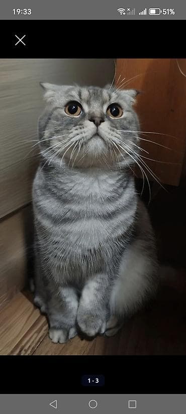 cat: Britan yastı qulaq, Erkək, Yaxşı əllərə, Pulsuz çatdırılma — 3