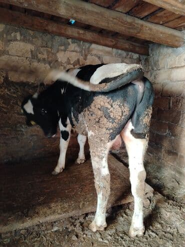 1 il 2 aylıq erkəy holşteyn danadır, hündür heyvandır həm damazlıqa lalafo.az -da 1 il 2 aylıq erkəy holşteyn danadır, hündür heyvandır həm damazlıqa