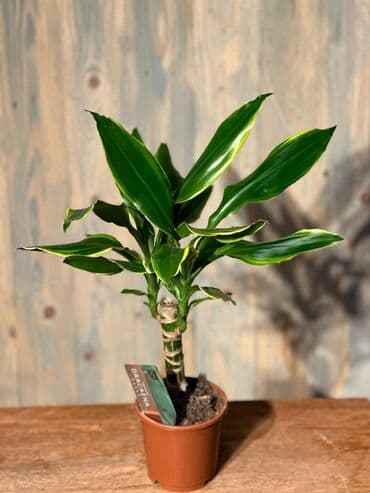 Gübrələr: Otağınıza təbiət gözəlliyi gətirəcək qırmızı anturium bitkisi. Parlaq — 5